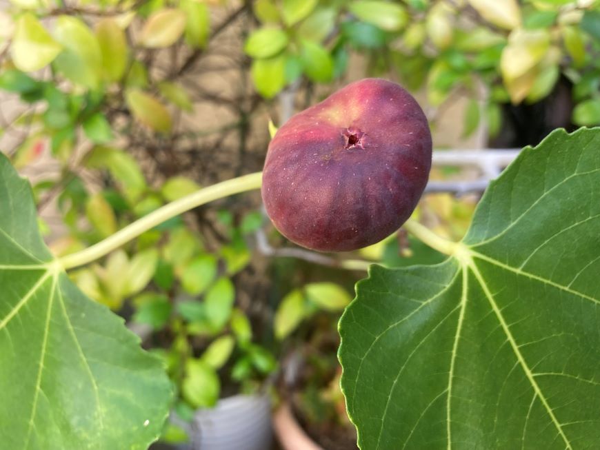 無花果の実 2025 8