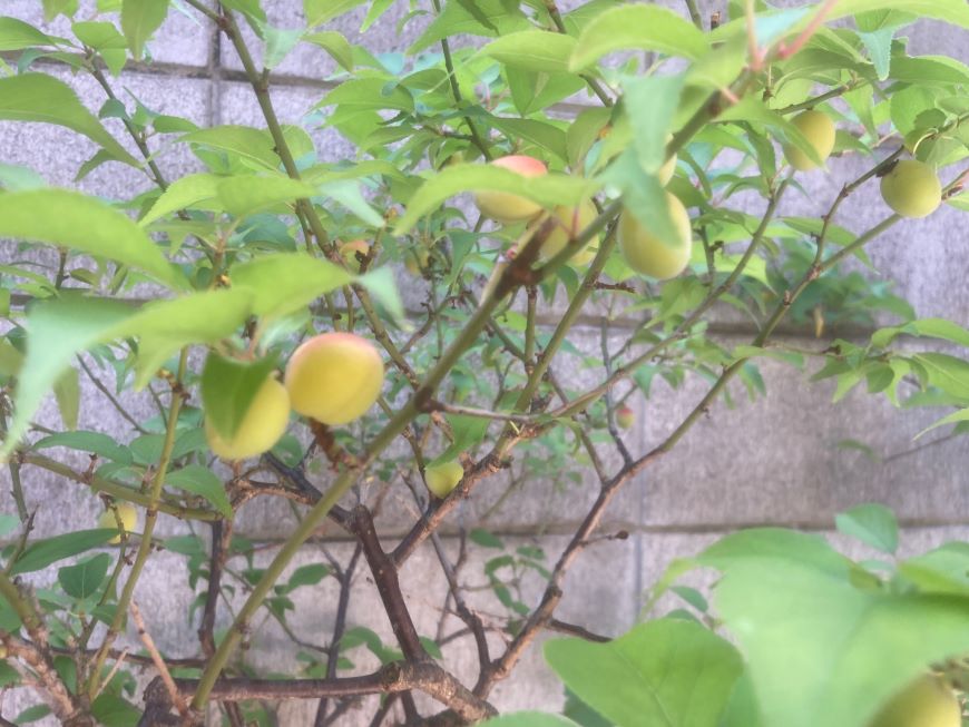 小梅の実2026 2