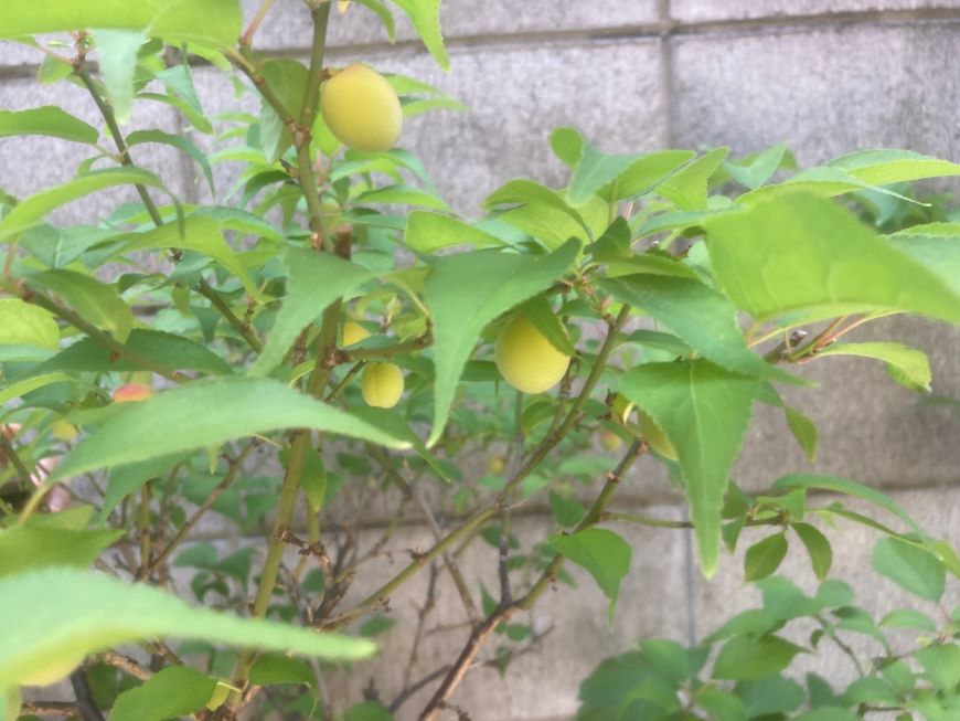 小梅の実2026 1