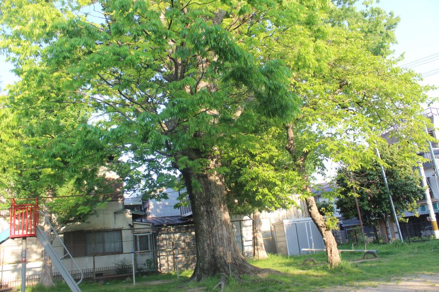 区民誇りの木「ケヤキ」京都市北区
