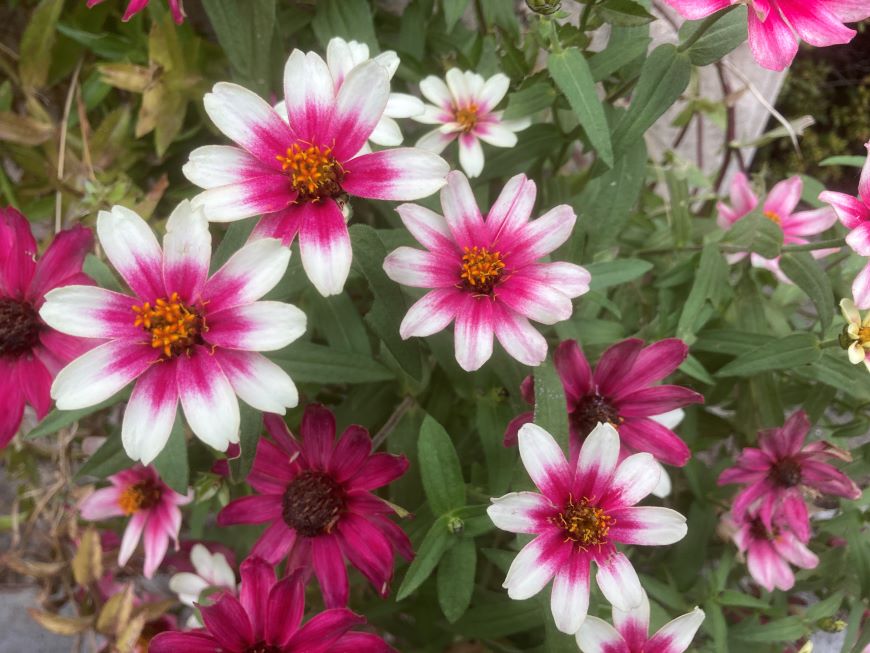 10年以上前に設置されたメールフォームを最新版に変更