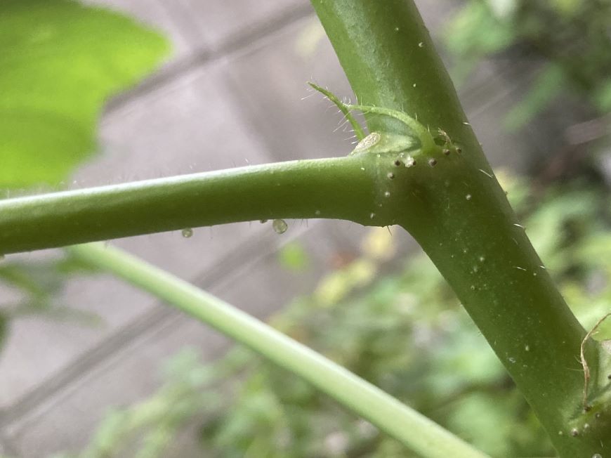 オクラの汗 丸オクラの茎 透明の粒