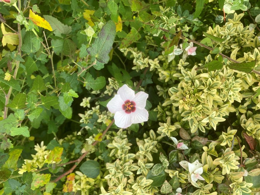 ウェブで思いを形にするなら自作ホームページが一番良いかもしれません