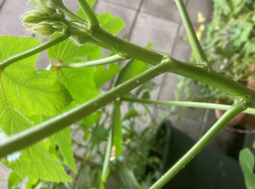 オクラの汗 丸オクラの茎 透明の粒2