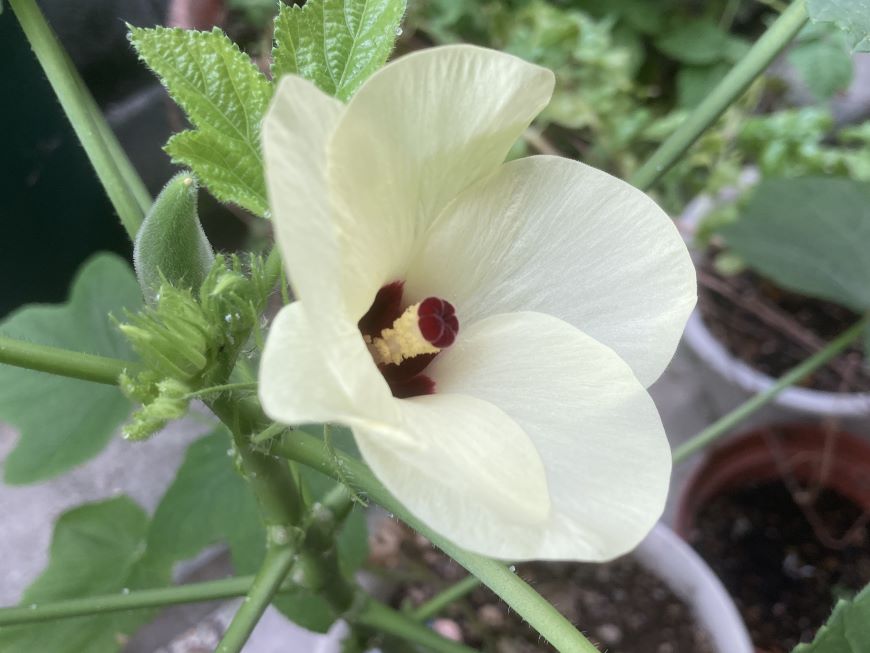 丸オクラの花1