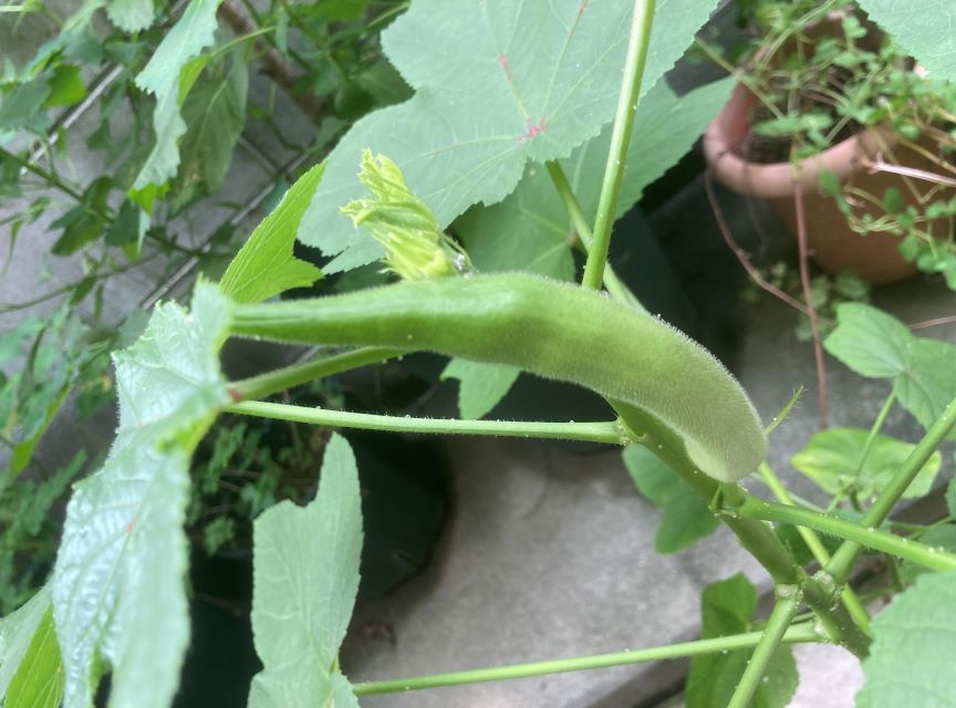 オクラの実 1