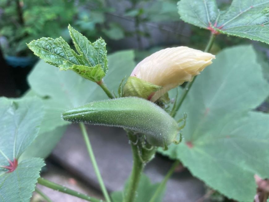 閉じたオクラの花と実