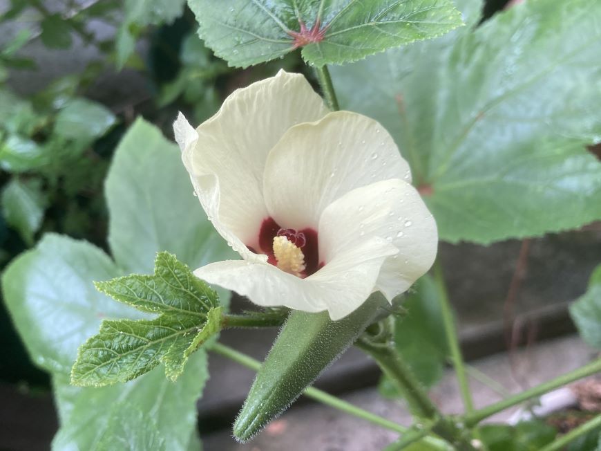 オクラの花と実