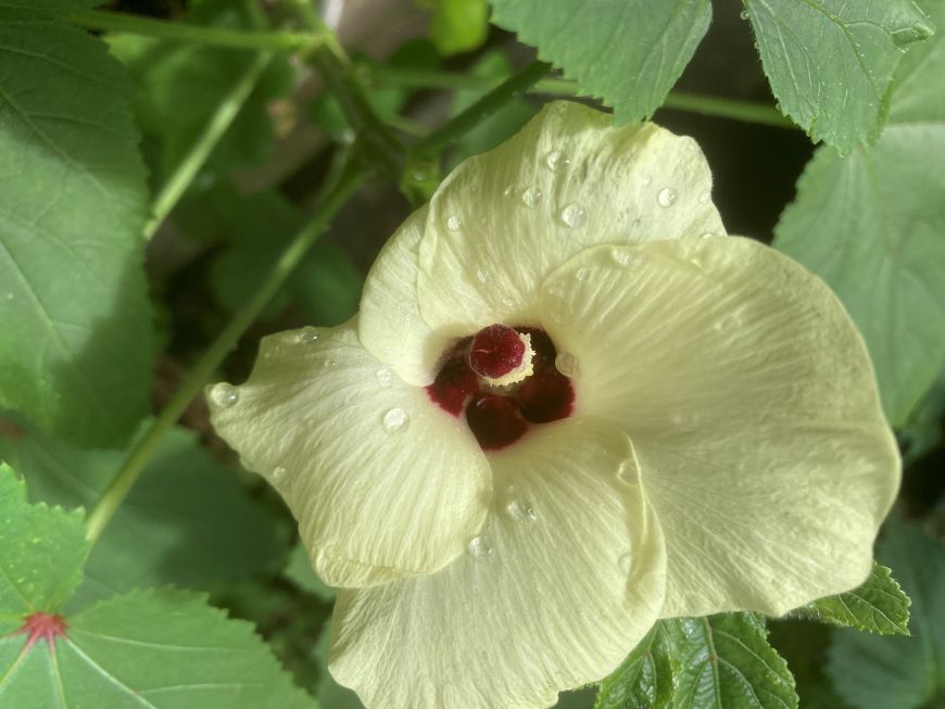 丸オクラの花20250927