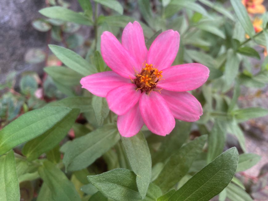 事業を成長させるために避けて通れないWeb集客の「自立」