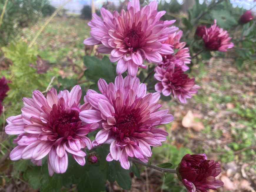 「企画なきノーコード制作」が引き起こす、致命的な3つの欠陥