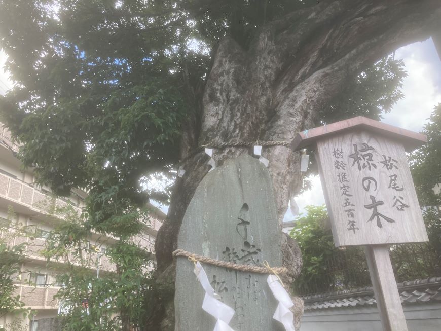 京都市西京区 松尾谷 椋の木