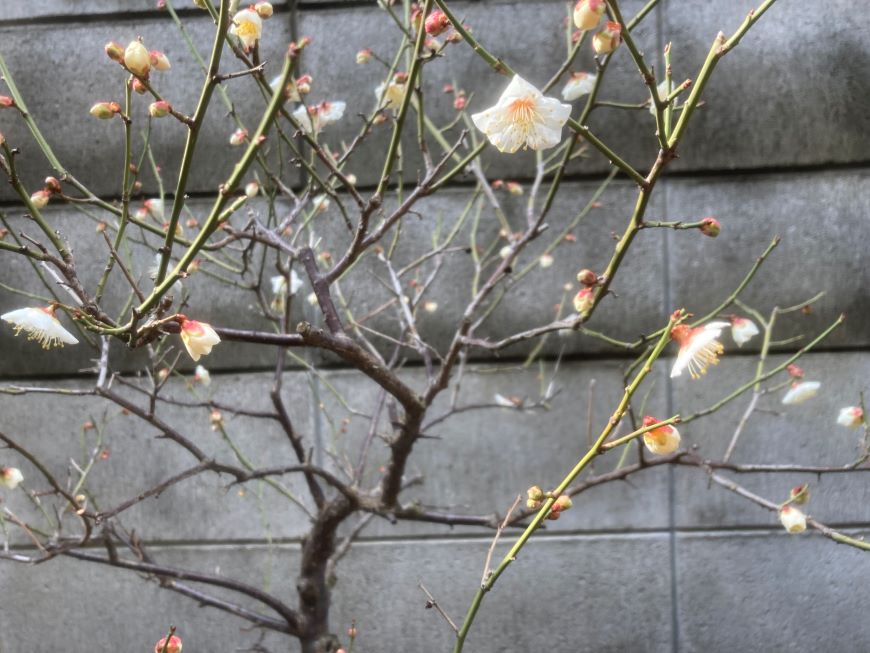 小梅の花 2026 2月12日
