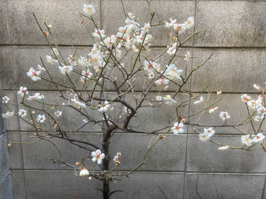 小梅の花 2026 2月21日 全体