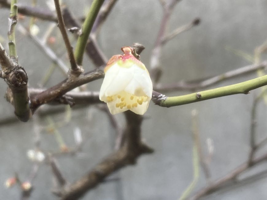 小梅の花 2026 2月9日