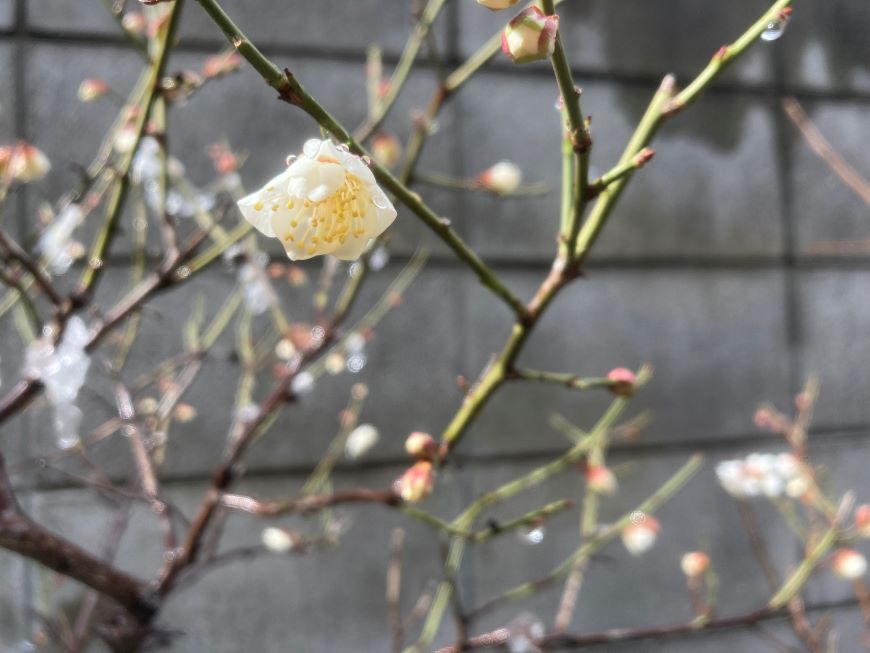 小梅の花 2026 2月8日