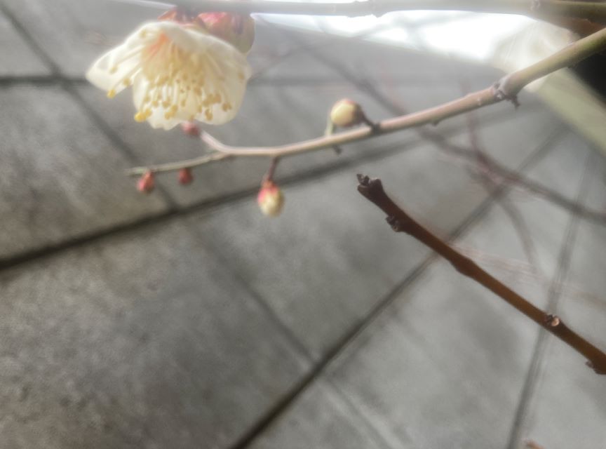 小梅の花 2026 2月3日