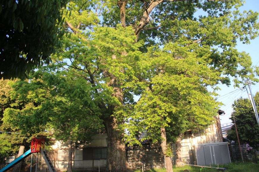 京都市北区 区民の木