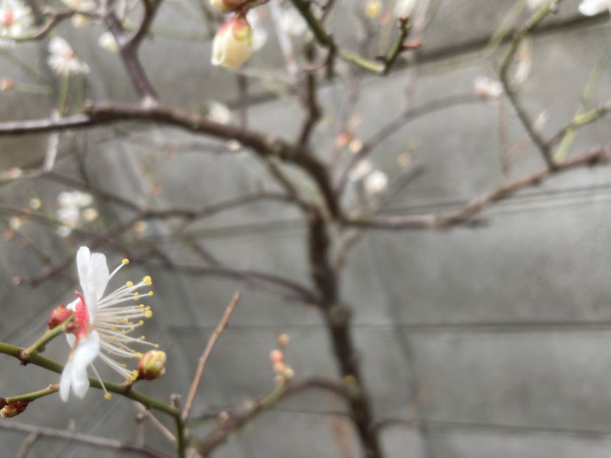 小梅の花 2026 2月15日 2