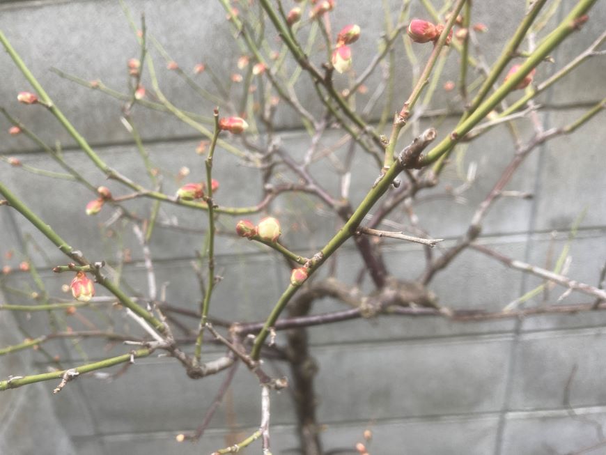 小梅の花 2026 2月3日 全体