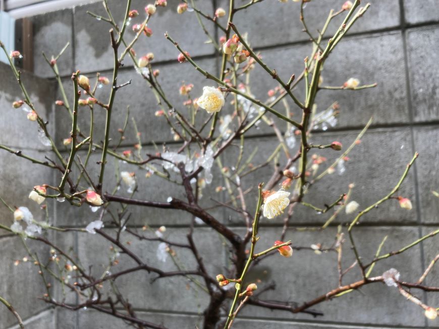 小梅の花 2026 2月8日 全体