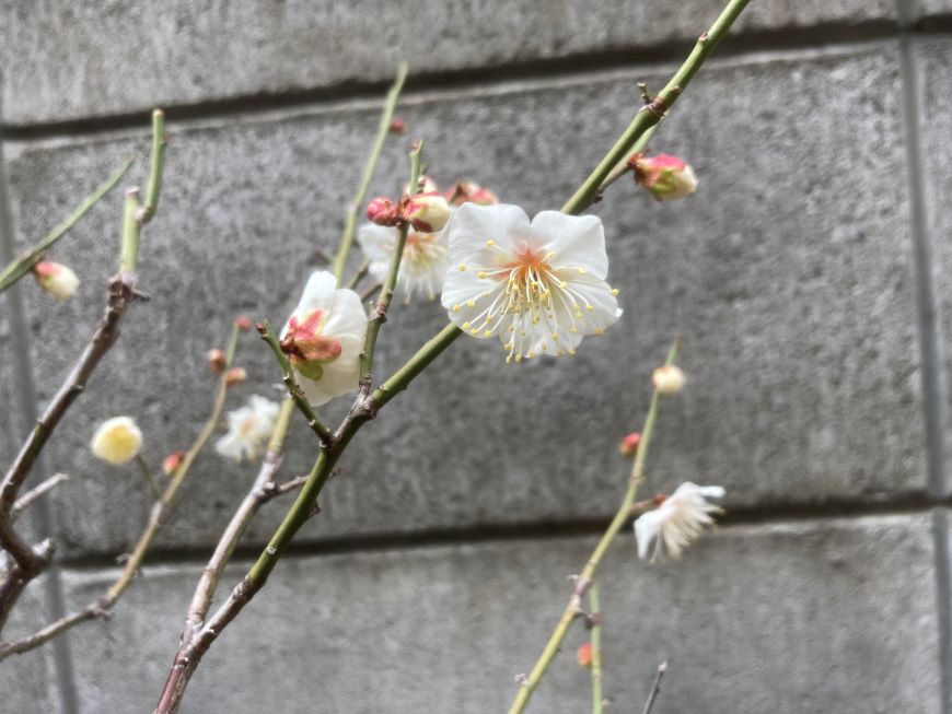 小梅の花 2026 2月15日 1