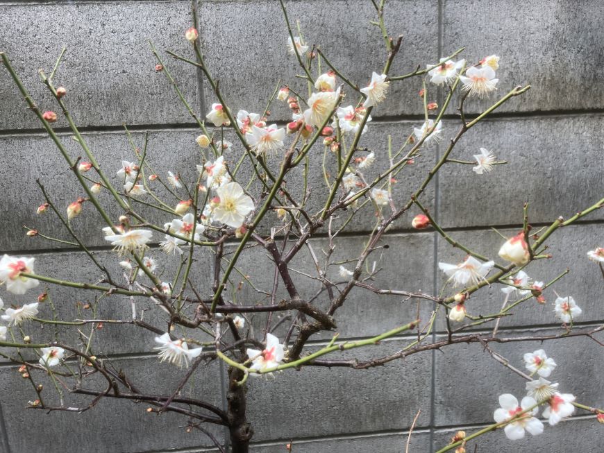 小梅の花 2026 2月15日