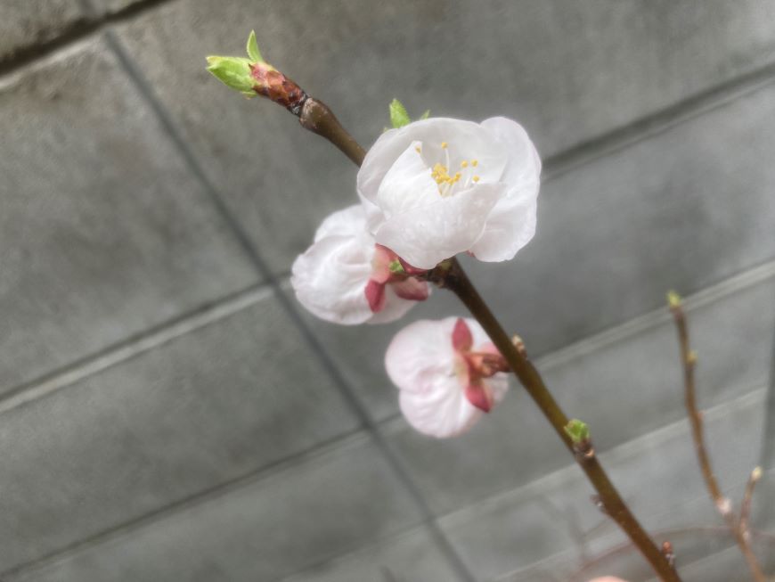 杏の花 2026 1