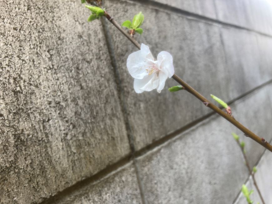 杏の花 2026 2
