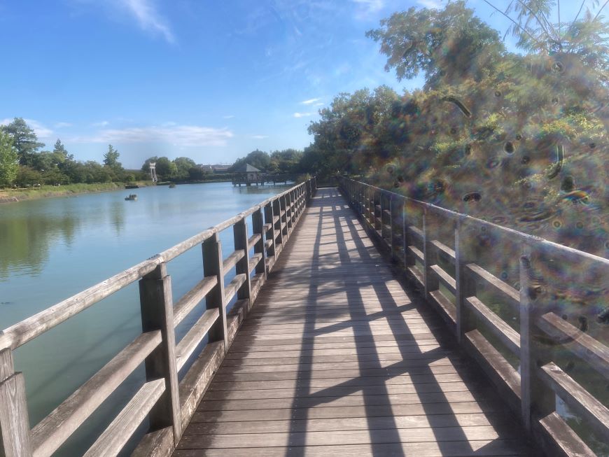 八条ヶ池 水上橋