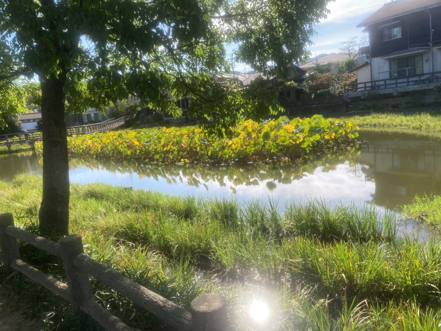 八条ヶ池水生植物園
