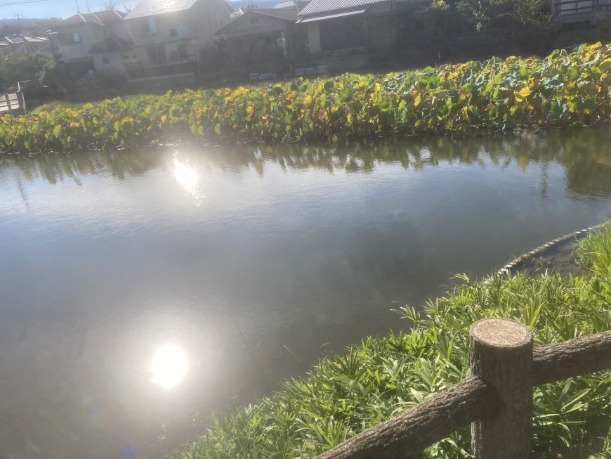 八条ヶ池水生植物園3