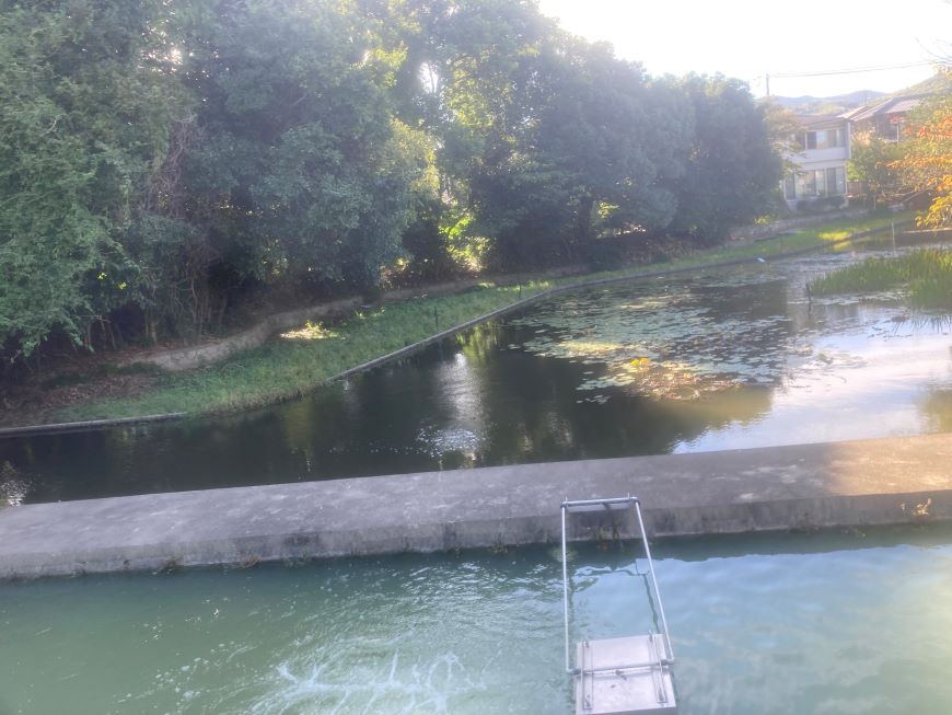 八条ヶ池水生植物園2