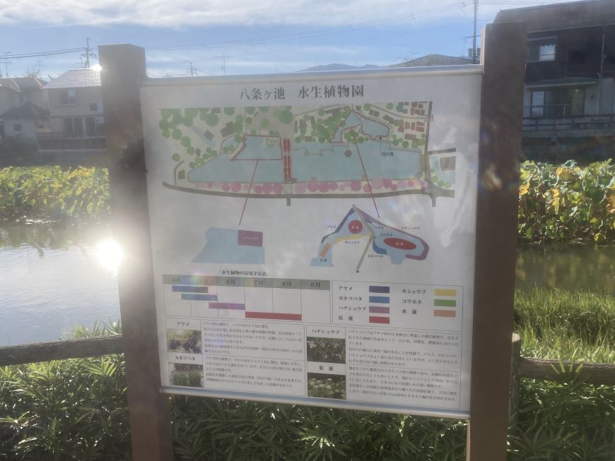 八条ヶ池水生植物園 案内